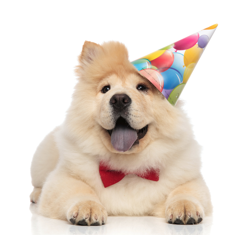 gentleman chow chow wearing birthday cap looks up to side